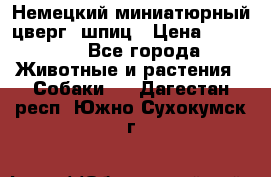 Немецкий миниатюрный(цверг) шпиц › Цена ­ 50 000 - Все города Животные и растения » Собаки   . Дагестан респ.,Южно-Сухокумск г.